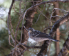 Yellow-rumped Warbler juvenile